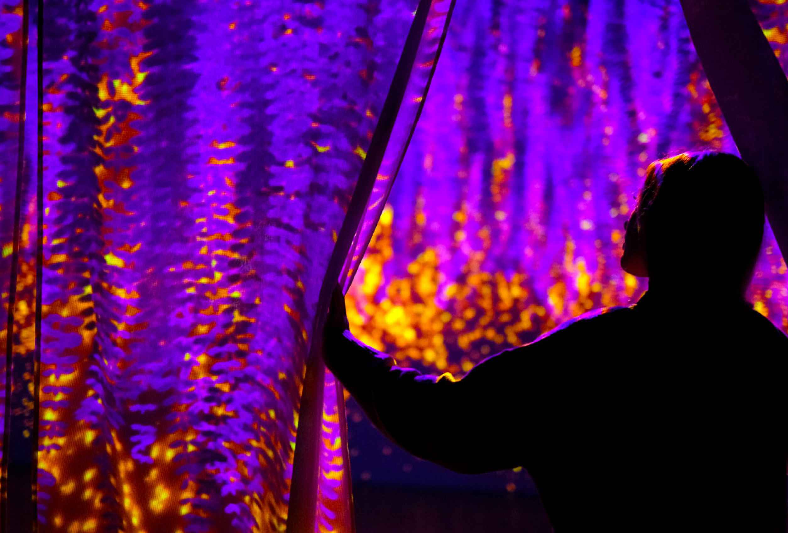 Wisteria