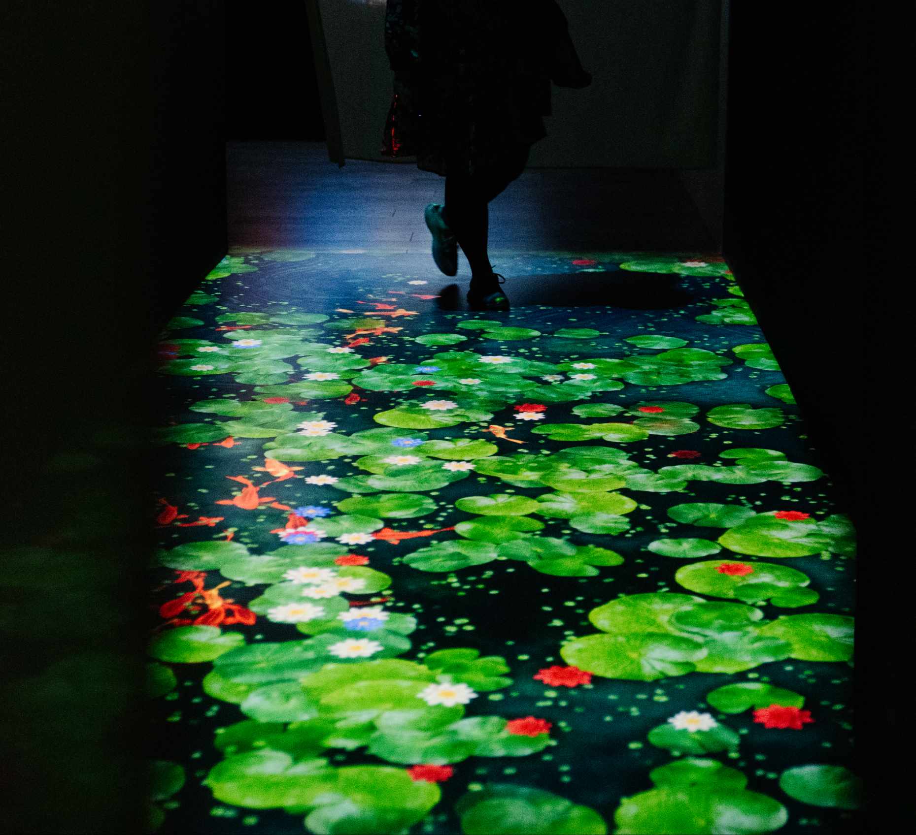 Кои gallery