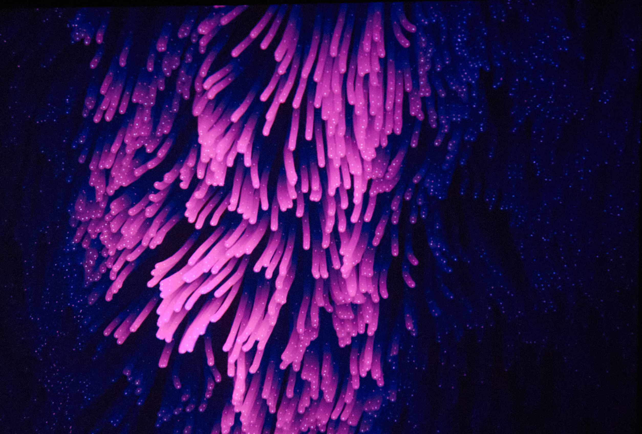 Hidden Life gallery
